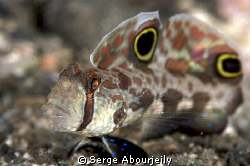 Twin Spot Goby taken in Lembeh with 100mm and 1,5 Tele by Serge Abourjeily 